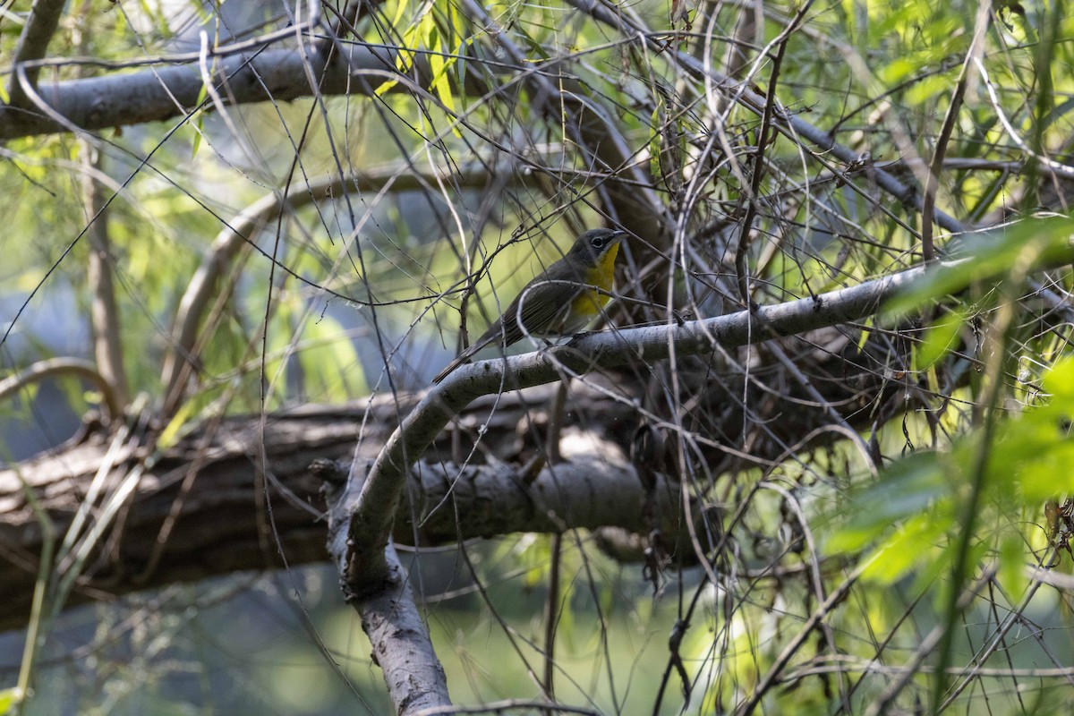 Yellow-breasted Chat - ML646524082