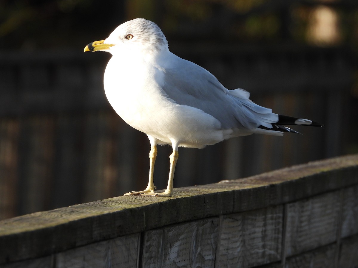 Ring-billed Gull - ML646524083