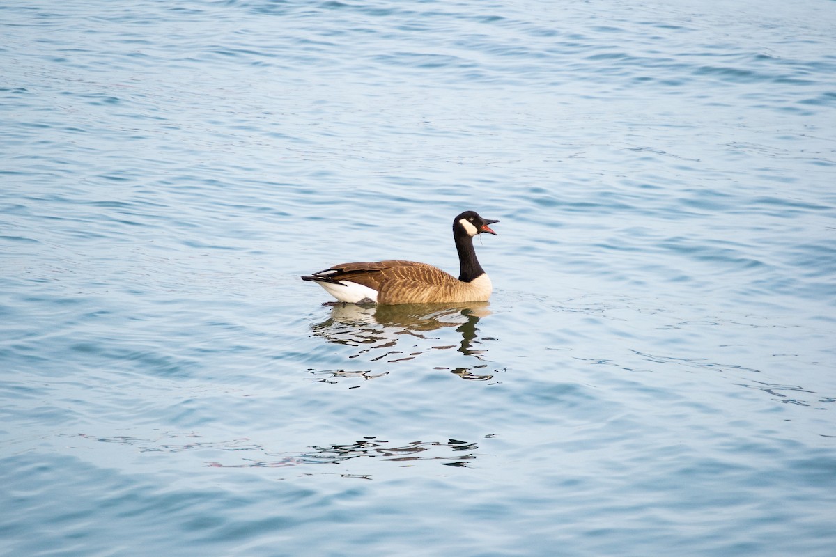 Canada Goose - ML646524084