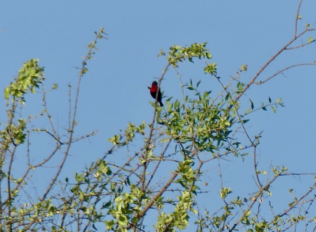 Scarlet-chested Sunbird - ML646524085