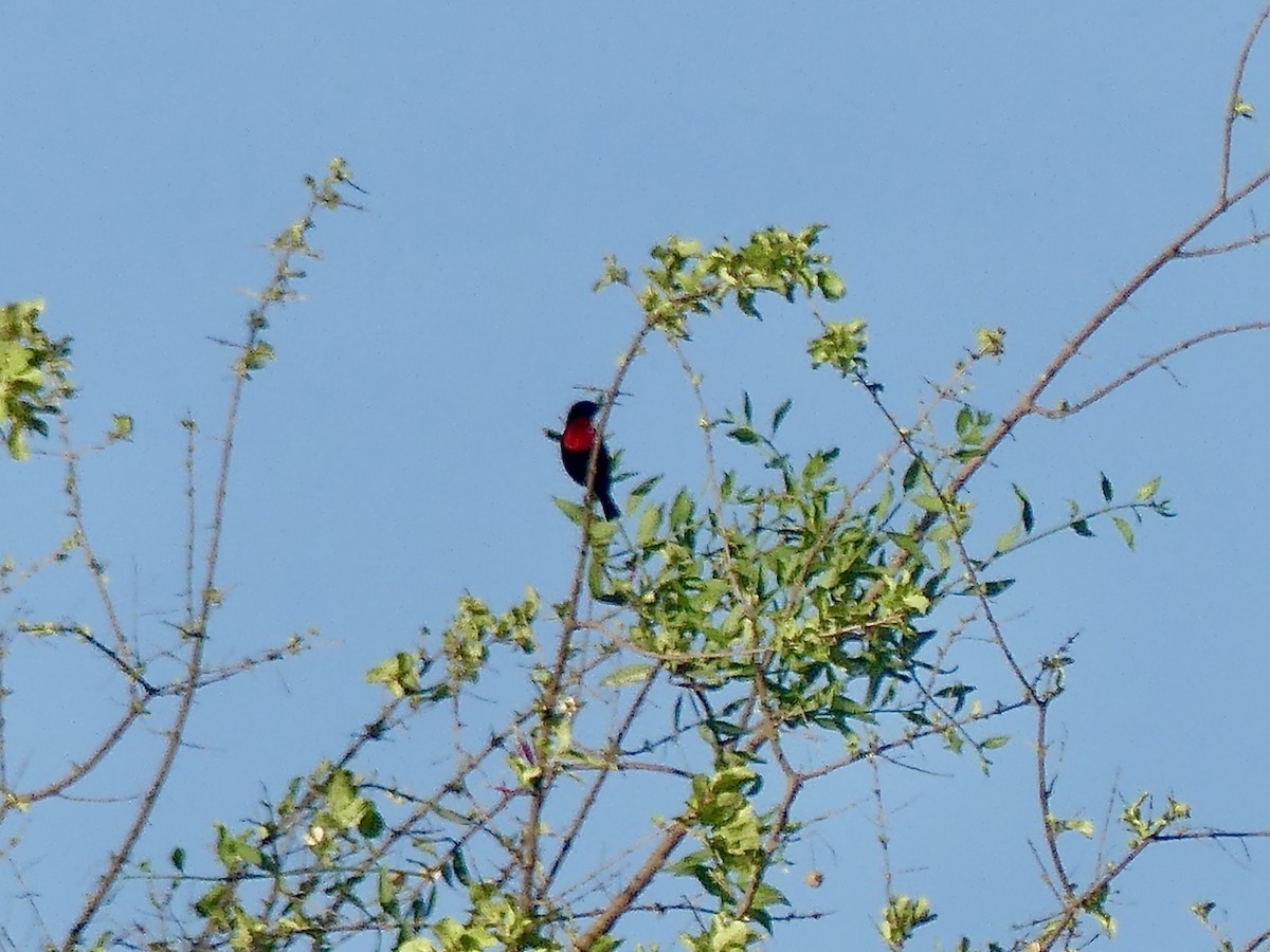 Scarlet-chested Sunbird - ML646524086