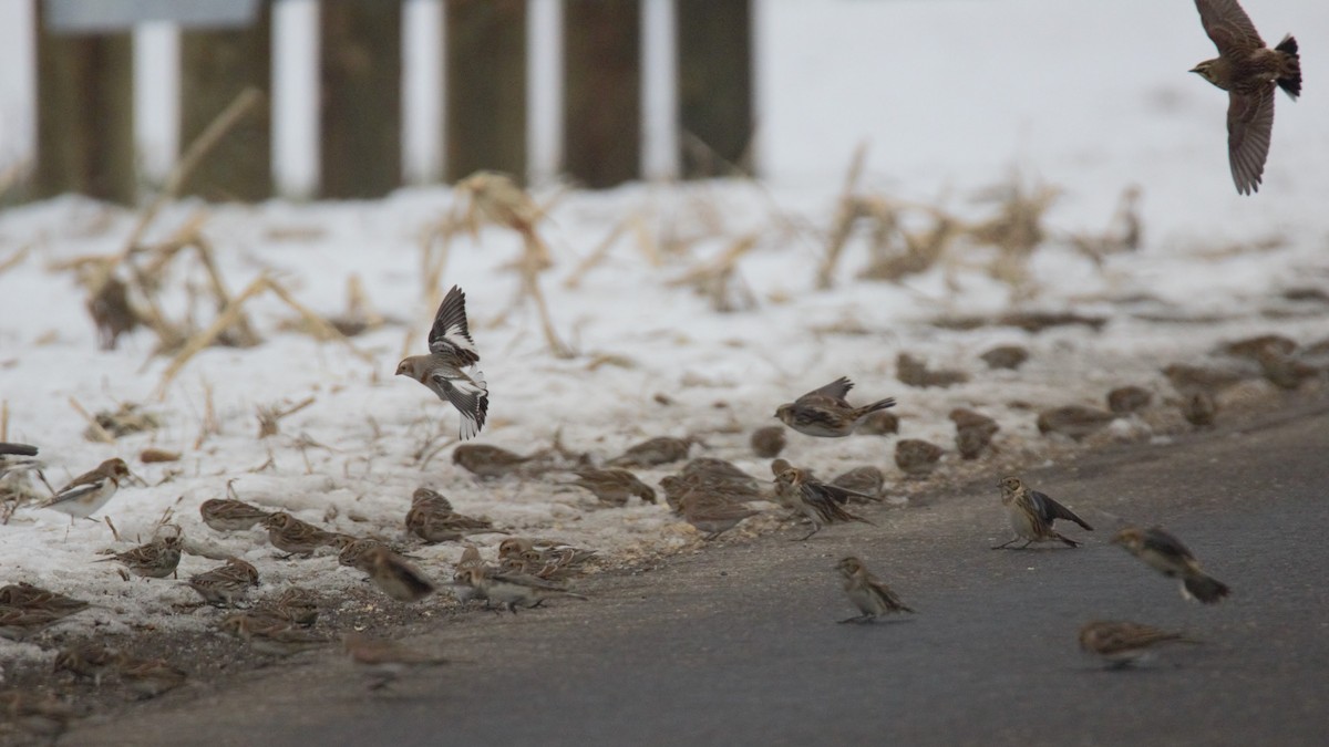 Snow Bunting - ML646524088