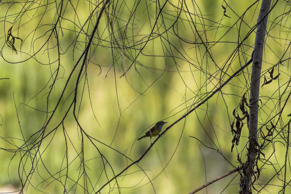 MacGillivray's Warbler - ML646524089