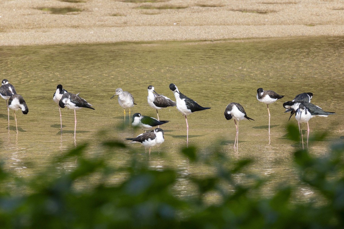 Black-necked Stilt - ML646524091