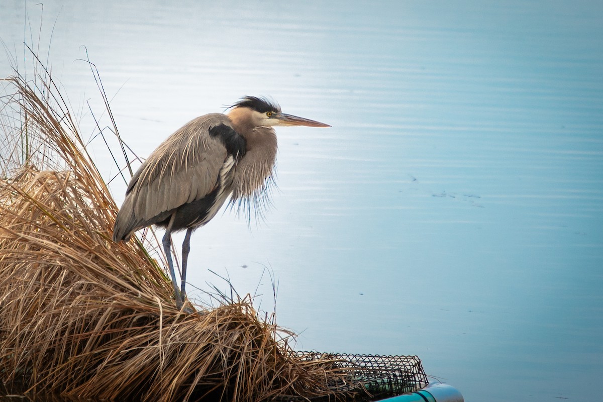 Great Blue Heron - ML646524092