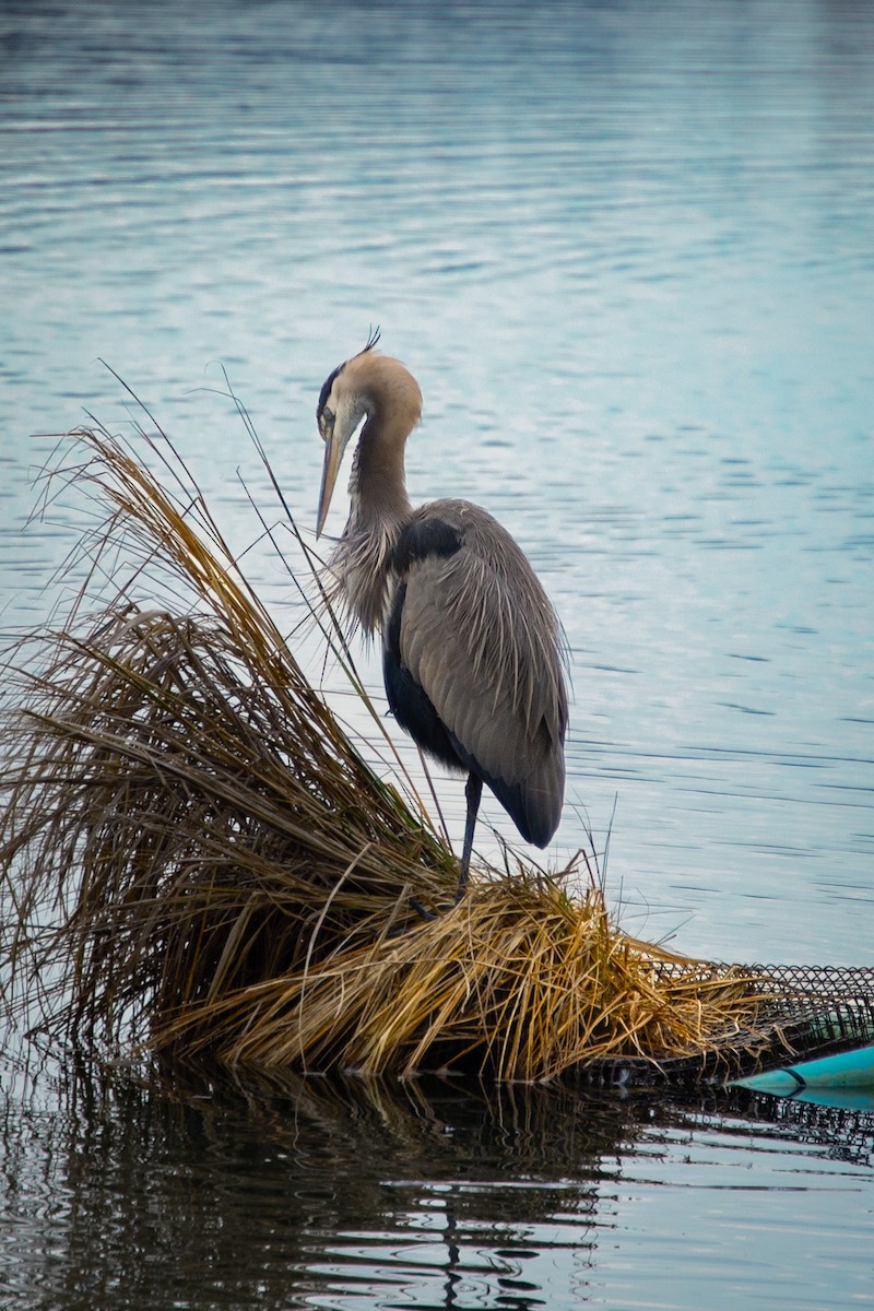 Great Blue Heron - ML646524093