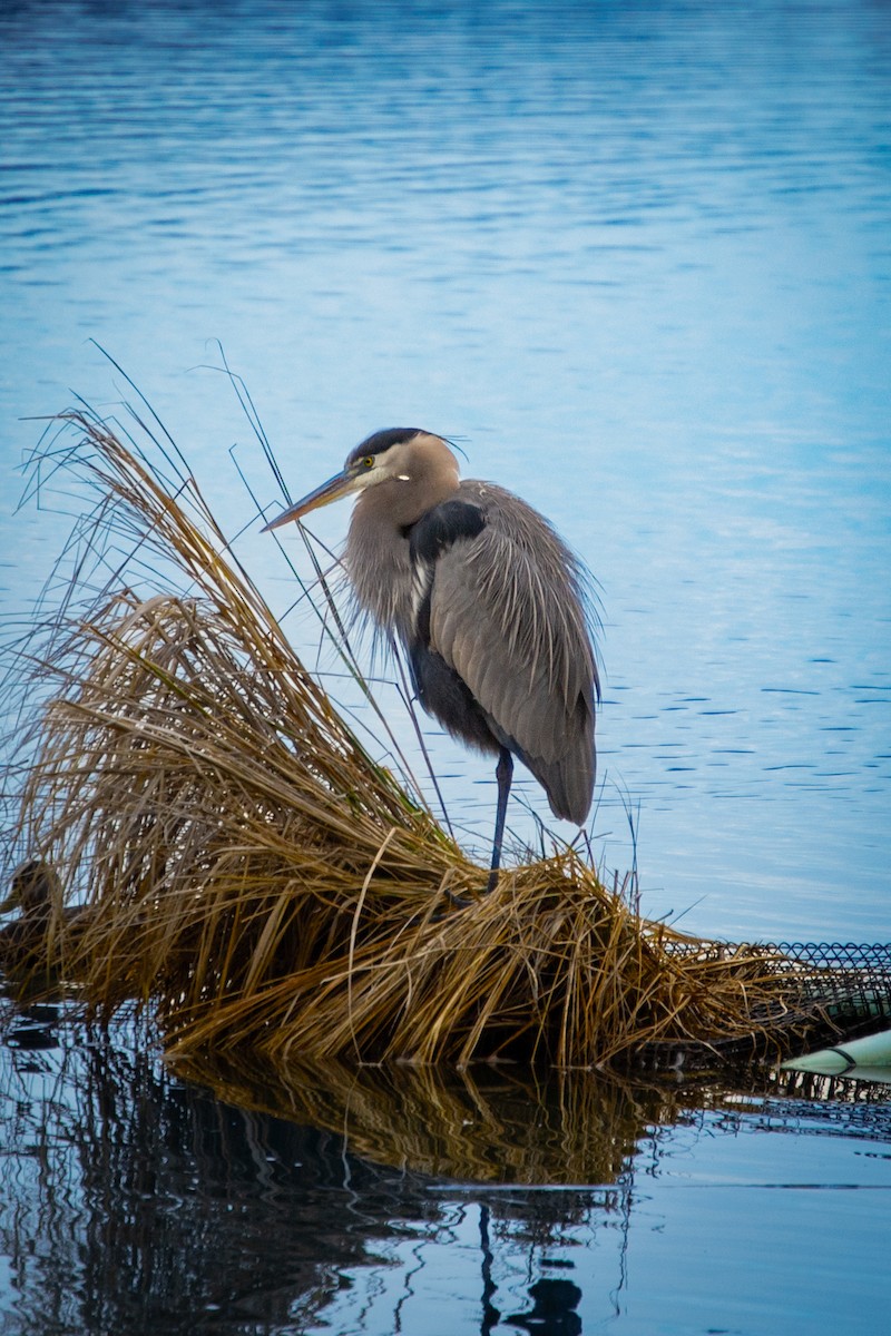 Great Blue Heron - ML646524094