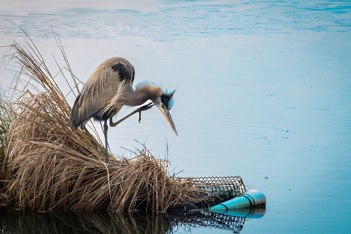 Great Blue Heron - ML646524095