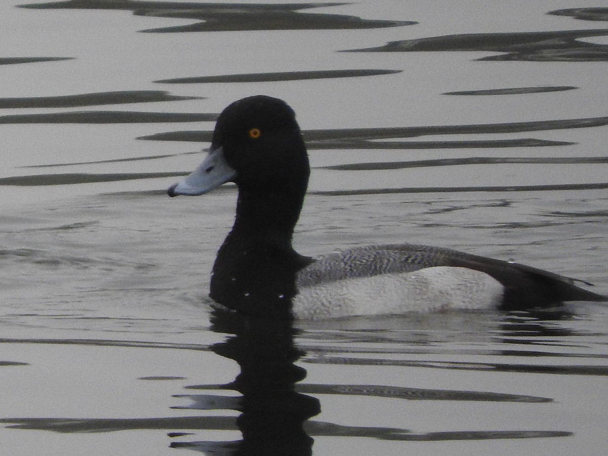 Lesser Scaup - ML646524099