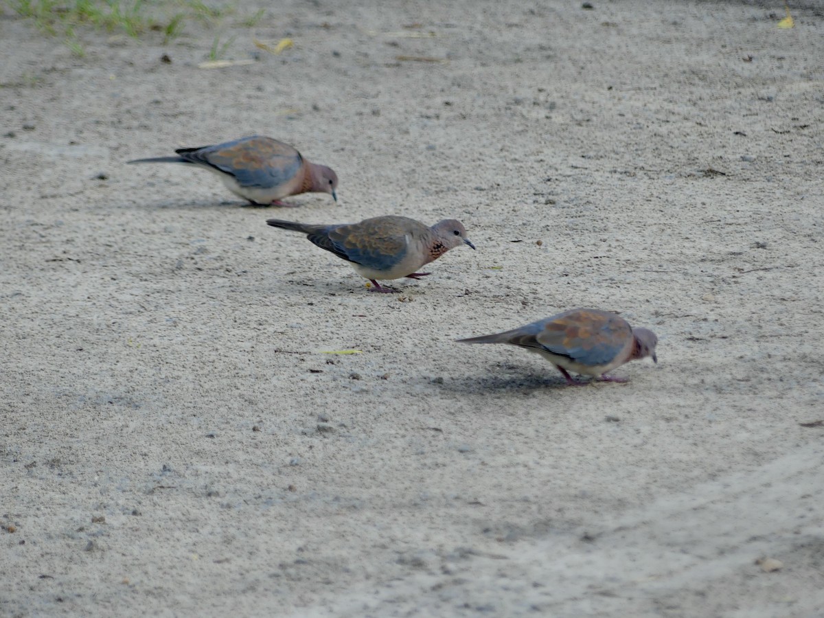 Laughing Dove - ML646524101