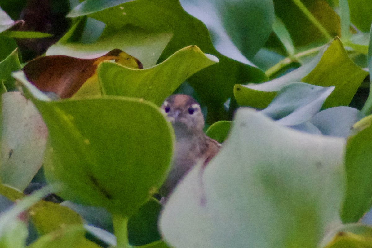 Marsh Wren - ML646524102