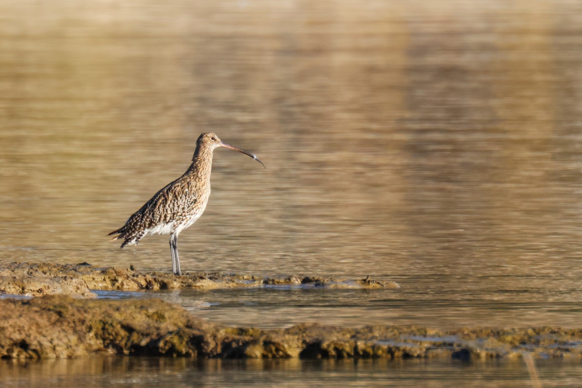 Eurasian Curlew - ML646524103