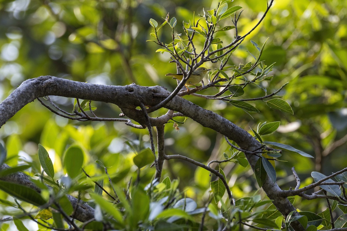 Northern Yellow Warbler - ML646524104