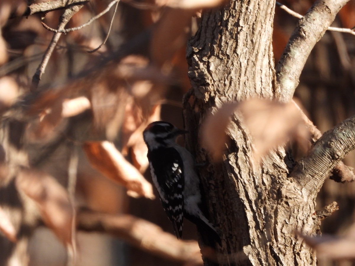 Downy Woodpecker - ML646524105