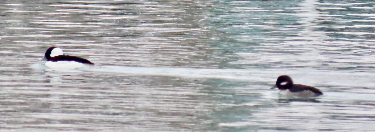 Bufflehead - ML646524106