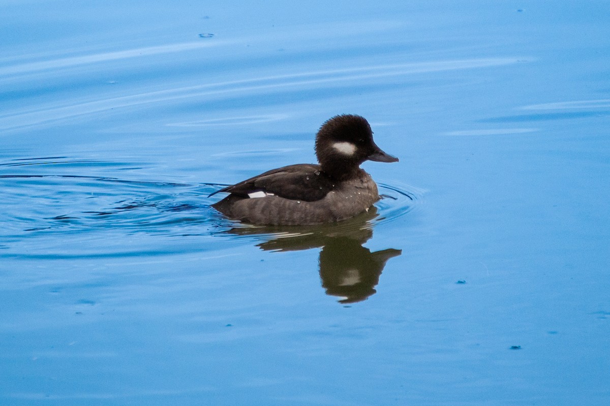 Mallard - ML646524107