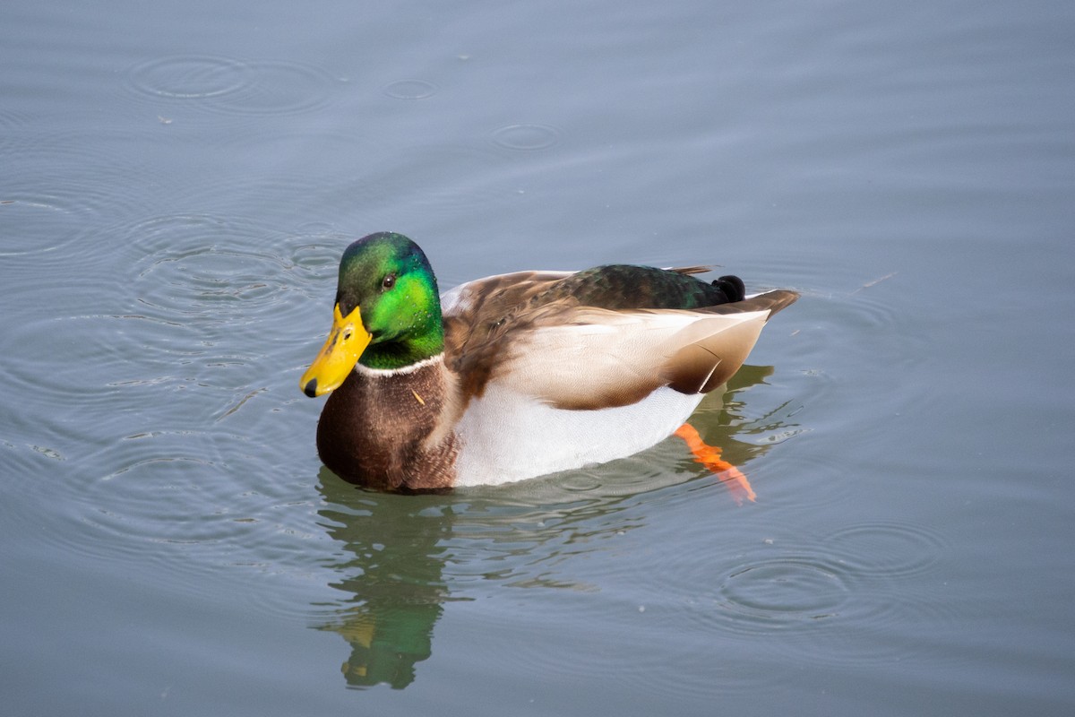 Mallard - ML646524108