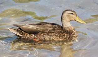 Mexican Duck - ML646524109