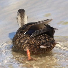 Mexican Duck - ML646524110