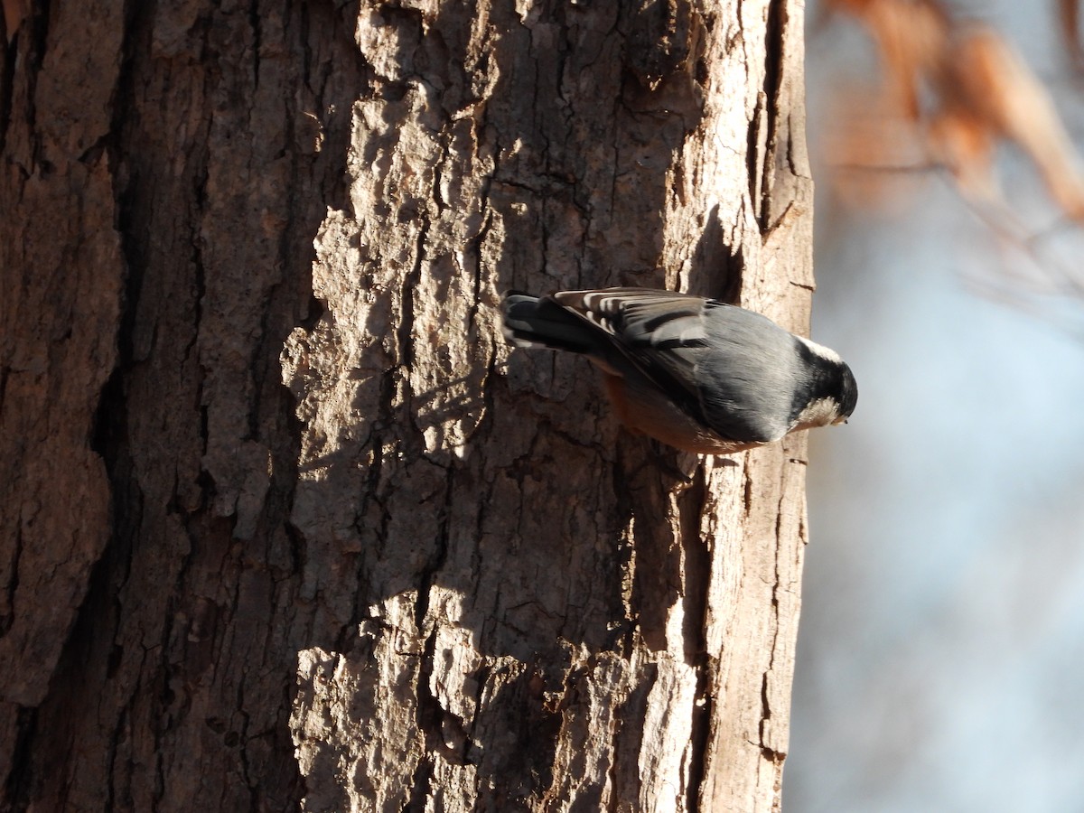 White-breasted Nuthatch - ML646524111