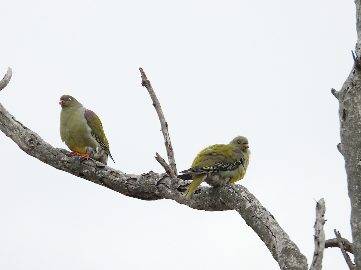 African Green-Pigeon - ML646524112
