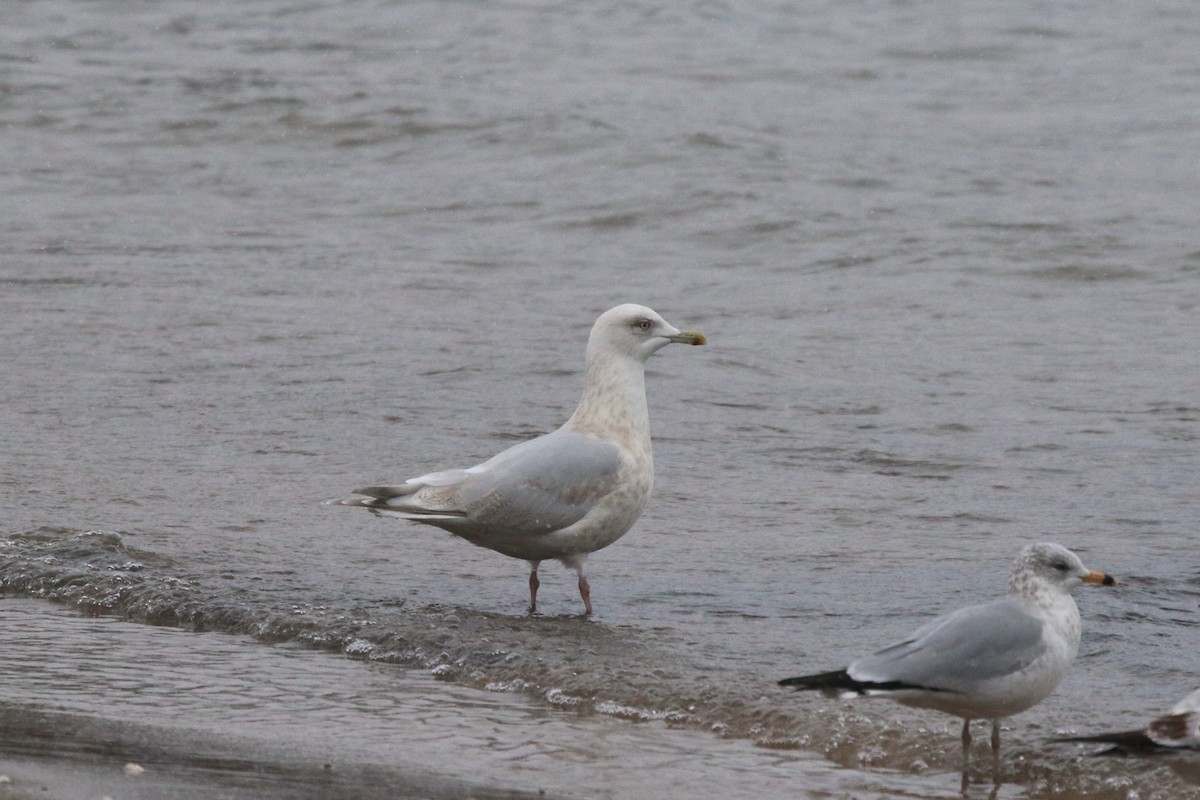 Iceland Gull (kumlieni) - ML646524113