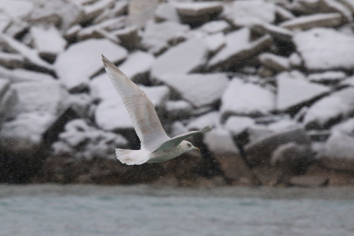 Iceland Gull (kumlieni) - ML646524114