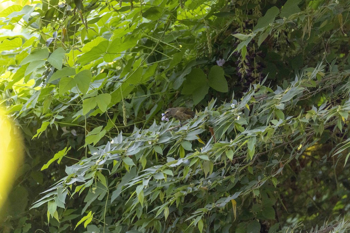 Cinnamon-bellied Saltator - ML646524115