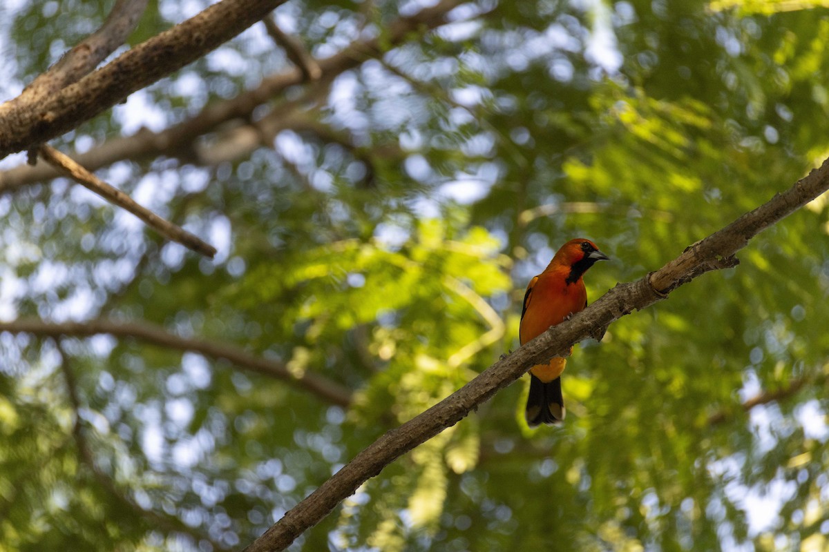 Streak-backed Oriole - ML646524119