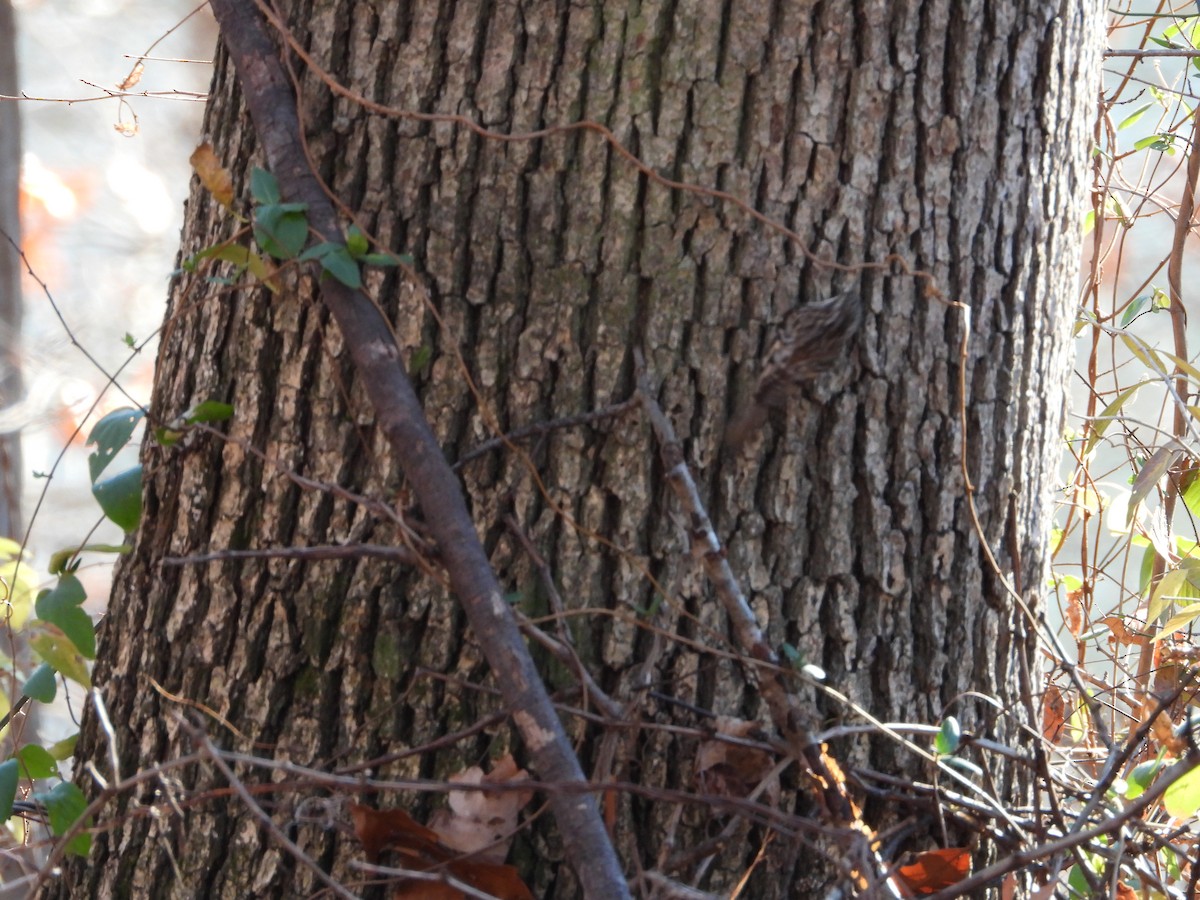 Agateador Americano - ML646524124