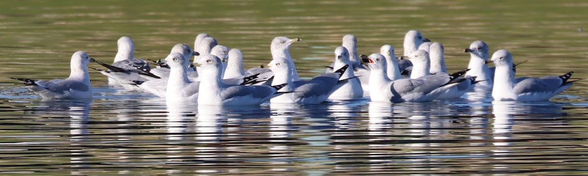 ringnebbmåke - ML646524126