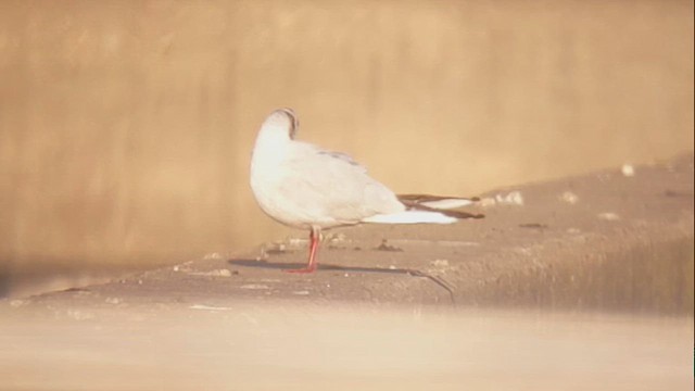Black-headed Gull - ML646524127