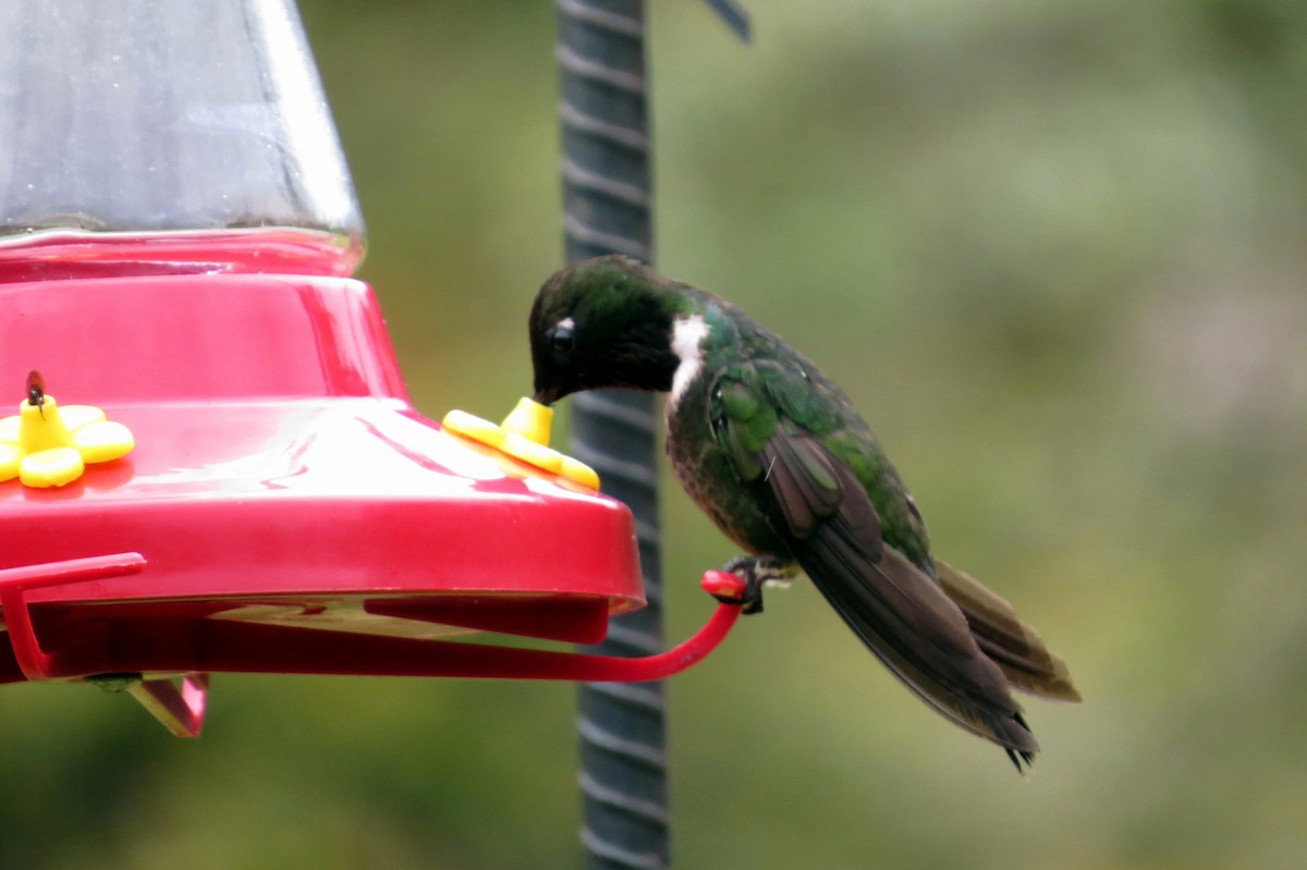 Longuemare's Sunangel - ML646524132