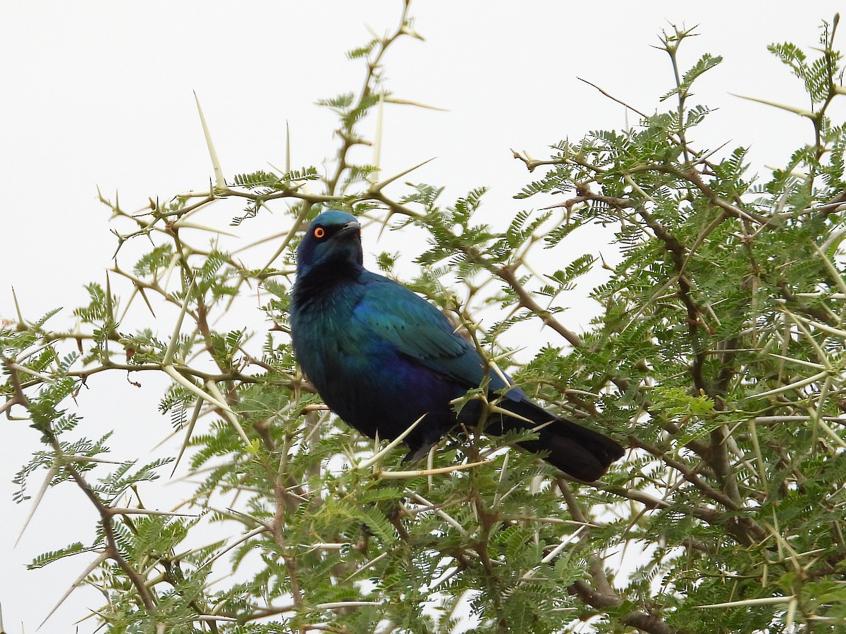 Greater Blue-eared Starling - ML646524133
