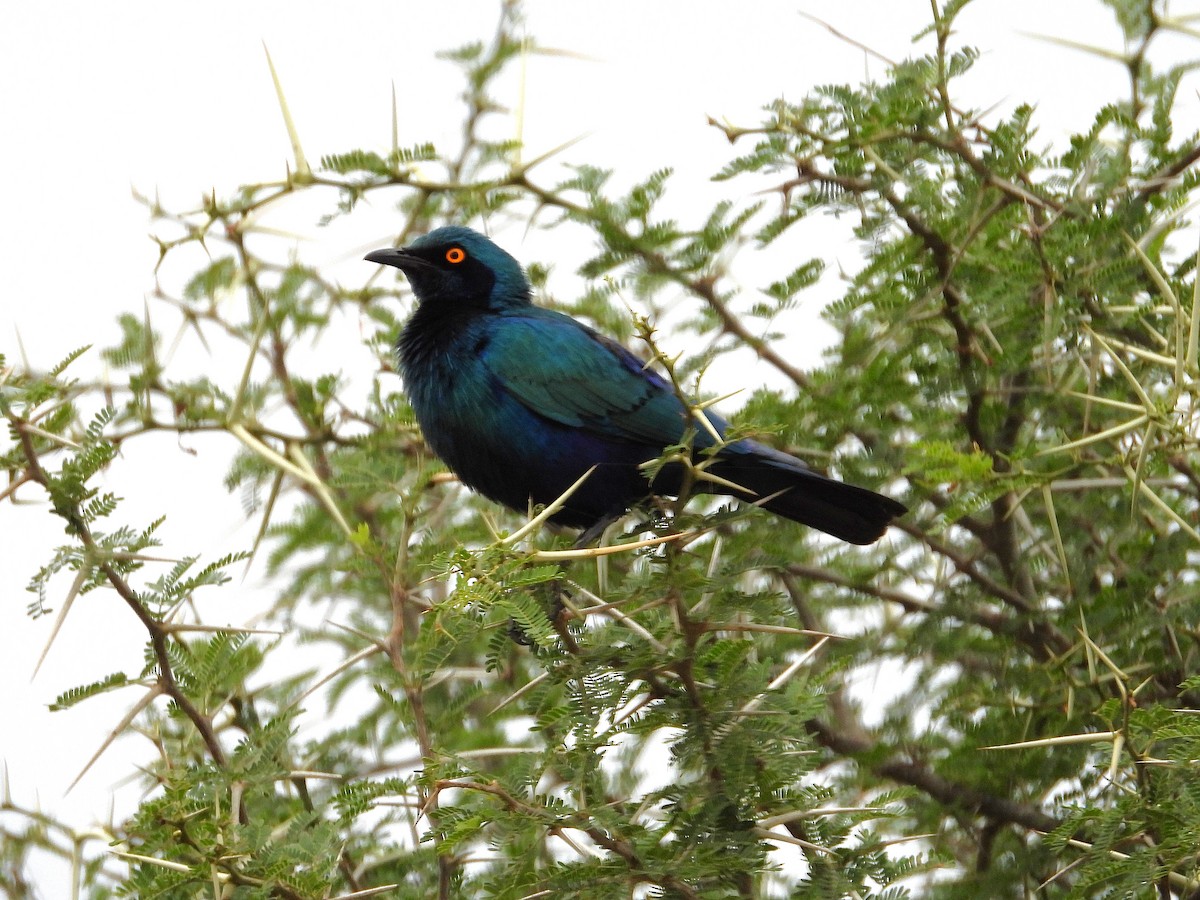 Greater Blue-eared Starling - ML646524134