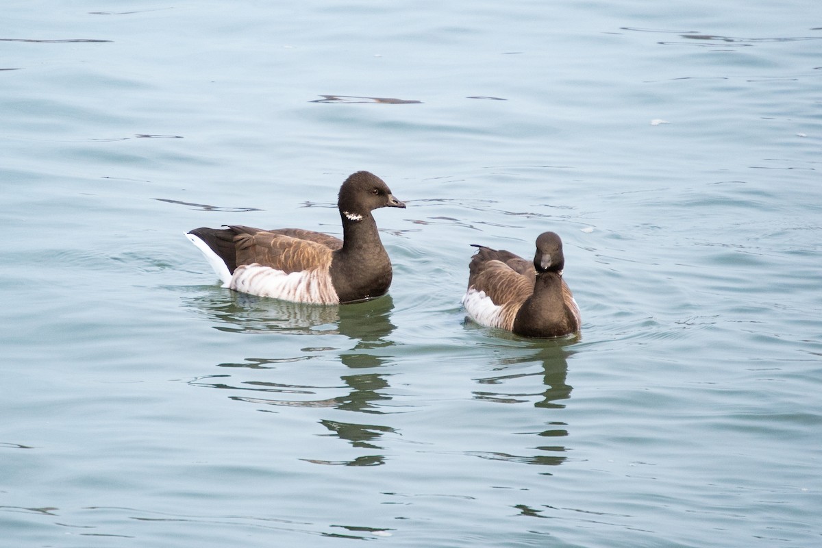 Brant - ML646524137