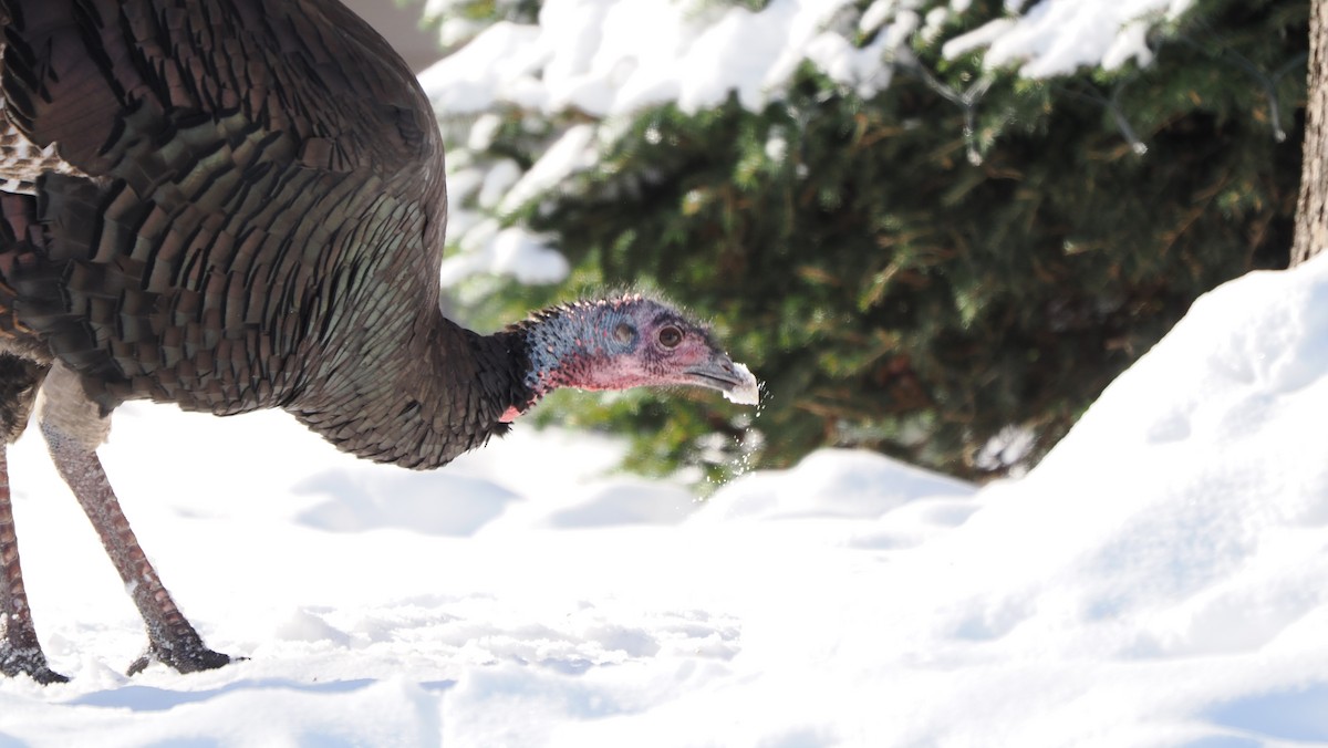 Wild Turkey - ML646524140