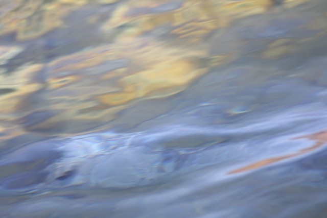 Yellow-billed Loon - ML646524142