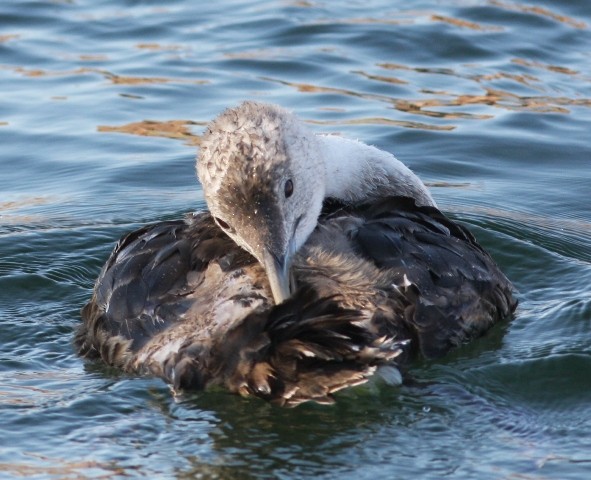 Yellow-billed Loon - ML646524143