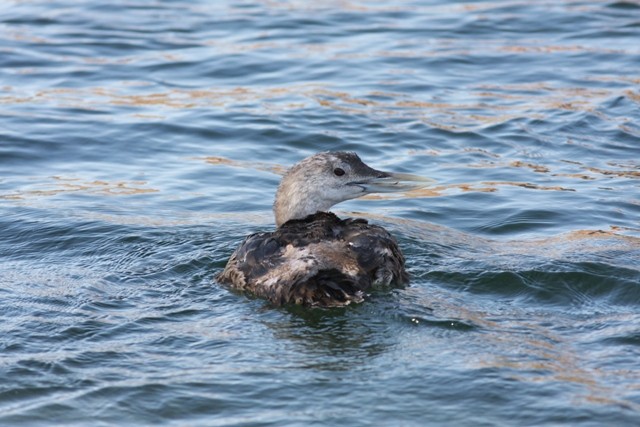 Yellow-billed Loon - ML646524145
