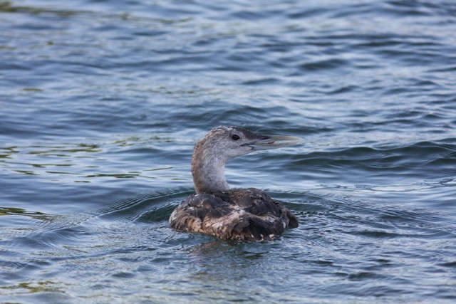 Yellow-billed Loon - ML646524146