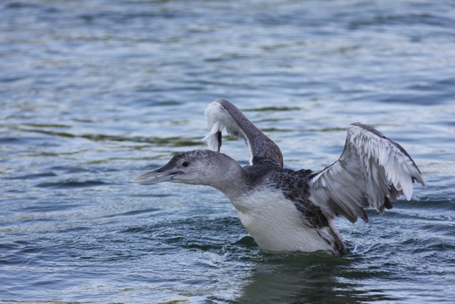 Yellow-billed Loon - ML646524148
