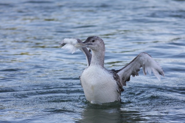 Yellow-billed Loon - ML646524149