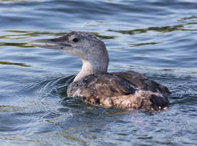Yellow-billed Loon - ML646524150