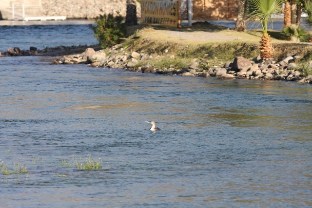 Yellow-billed Loon - ML646524151