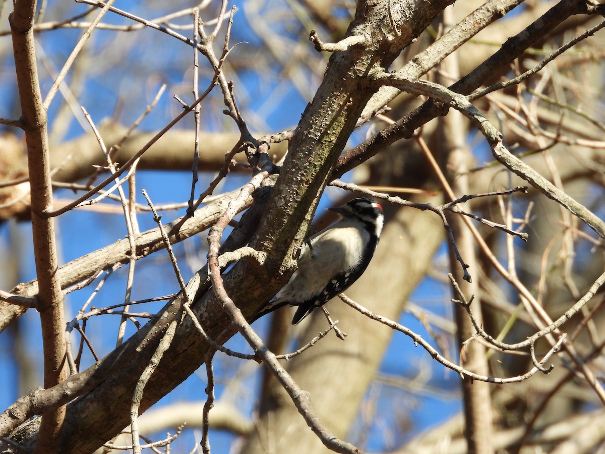 Downy Woodpecker - ML646524152