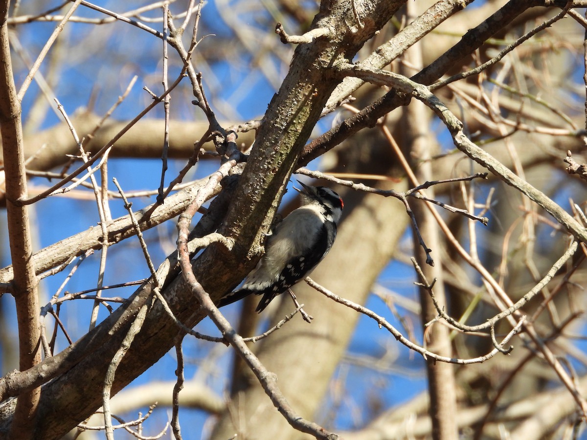 Downy Woodpecker - ML646524156