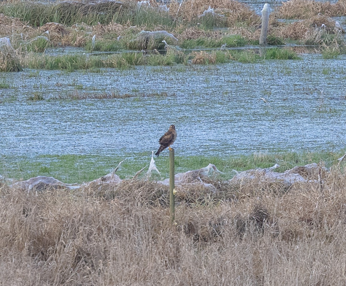 Northern Harrier - ML646524158