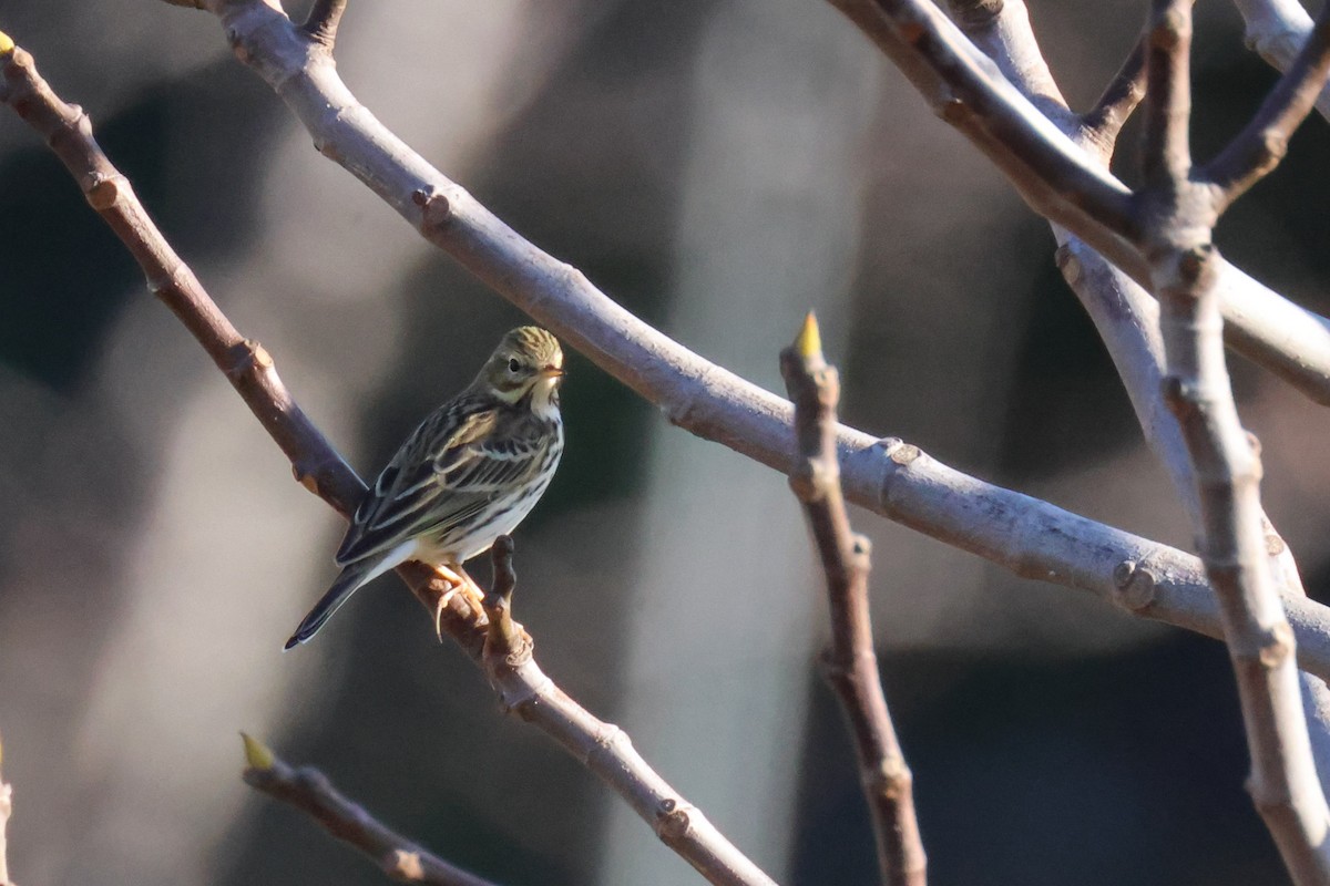 Meadow Pipit - ML646524159