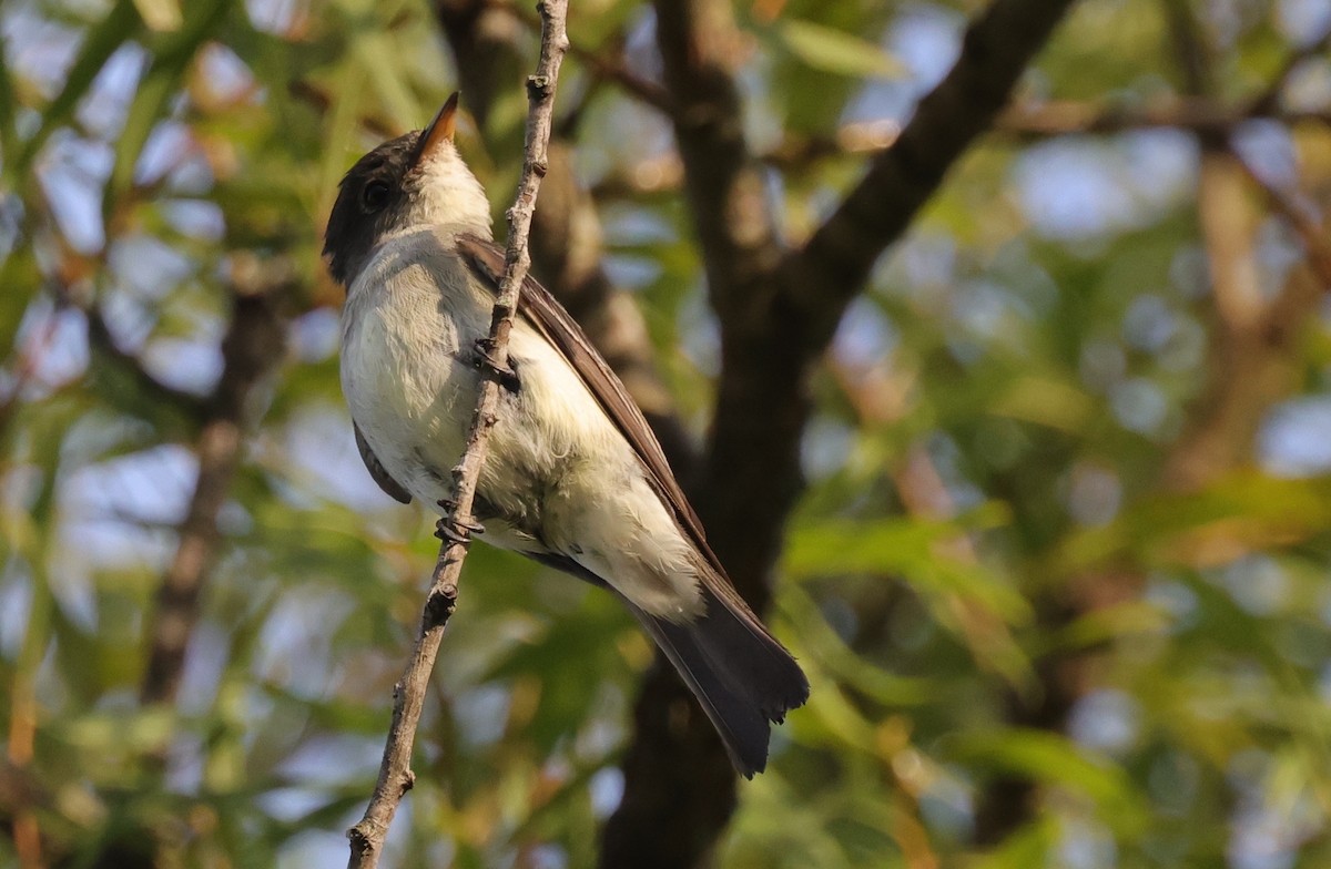 Eastern Wood-Pewee - ML646524160
